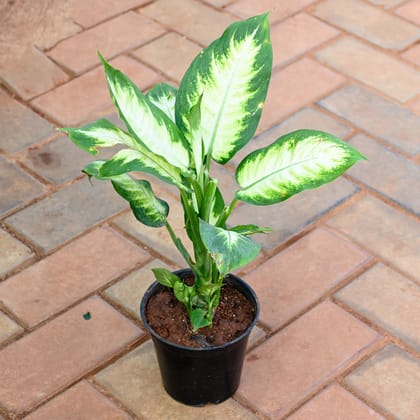 Buy Dieffenbachia Honeydew in 5 Inch Nursery Pot Online | Urvann.com