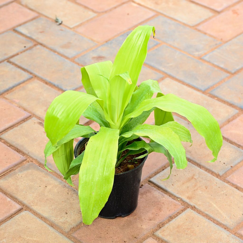 Buy Philodendron Selloum in 5 Inch Nursery Pot Online | Urvann.com Philodendron Selloum Bushy in 5 Inch Nursery Pot