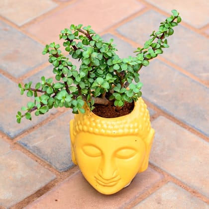 Buy Jade in 5 Inch Buddha Designer Ceramic Pot (any colour) Online | Urvann.com