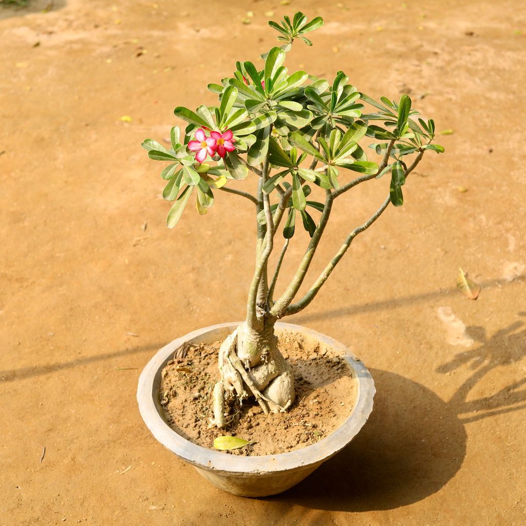 Adenium Bonsai Pink Flower in 16 Inch Cement Bonsai Tray