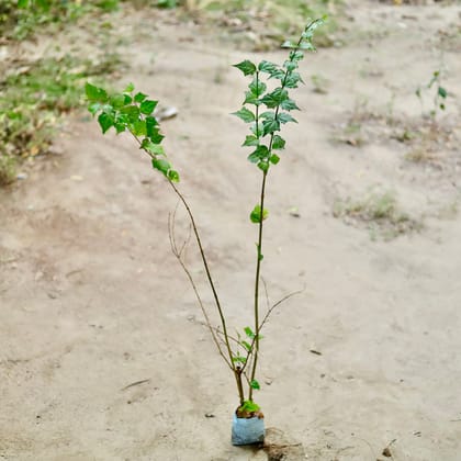 Buy Sukh Shanti (~ 2.5 ft) in 4 Inch Nursery Bag Online | Urvann.com