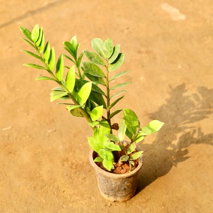 Buy Zz Green in 5 Inch Nursery Pot Online | Urvann.com