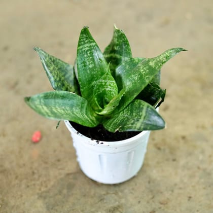 Buy Snake Green Dwarf in 4 Inch Nursery Pot Online | Urvann.com