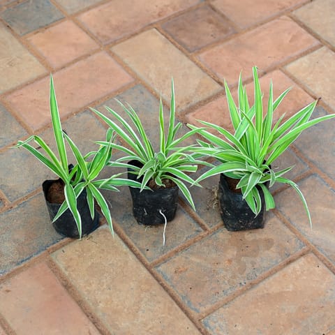 Set of 3 - Spider in 3 Inch Nursery Bag