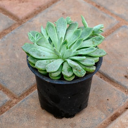 Buy Echeveria Green Succulent in 3 Inch Nursery Pot Online | Urvann.com