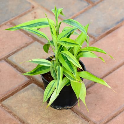 Buy Lucky Bamboo in 4 Inch Nursery Pot Online | Urvann.com