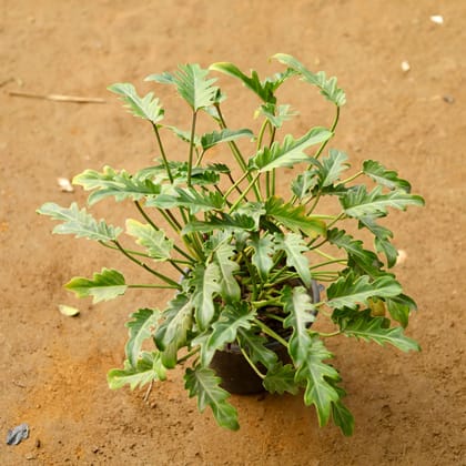 Buy Xanadu Green Bushy in 7 Inch Nursery Pot Online | Urvann.com