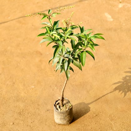 Buy Mango Grafted in 5 Inch Nursery Bag Online | Urvann.com