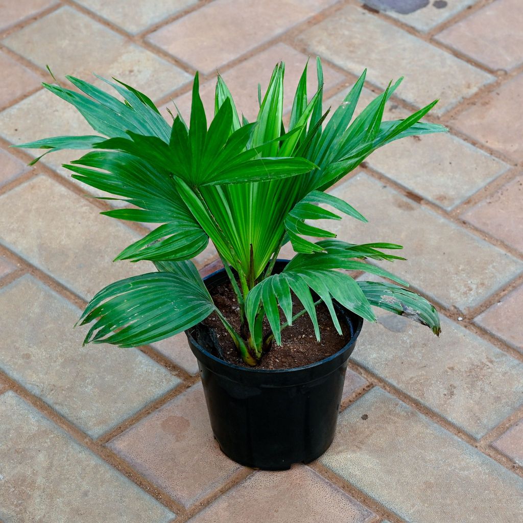 China / Fan Palm in 6 Inch Nursery Pot