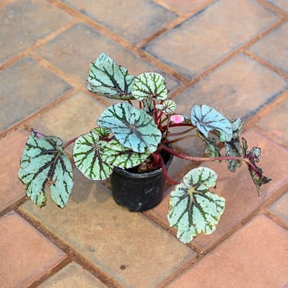Buy Peperomia Caperata Green in 4 Inch Nursery Pot Online | Urvann.com