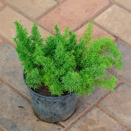 Buy Asparagus Mary in 4 Inch Nursery Pot Online | Urvann.com