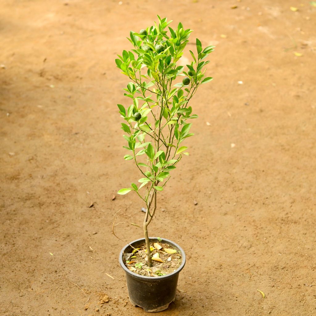 Narangi / Orange Grafted in 7 Inch Nursery Pot