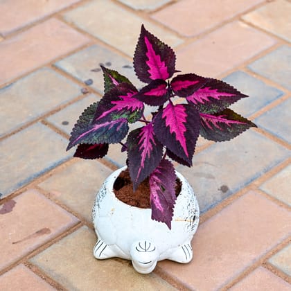 Buy Coleus Red (any design) in 4 Inch Classy White Turtle Designer Ceramic Pot (any design) Online | Urvann.com