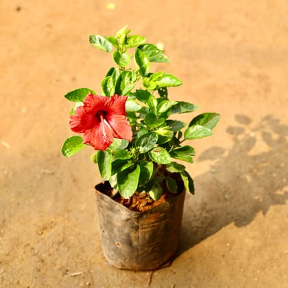Buy Hibiscus / Gudhal Red in 6 Inch Nursery Bag Online | Urvann.com