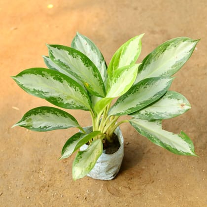 Buy Aglaonema Deborah in 4 Inch Nursery Bag Online | Urvann.com