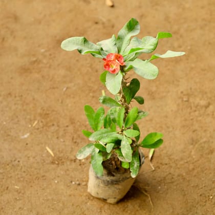 Buy Euphorbia Mili (any colour) in 6 Inch Nursery Bag Online | Urvann.com