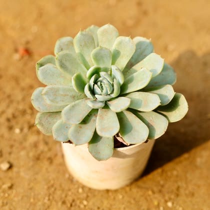 Buy Echeveria Succulent in 3 Inch Nursery Pot Online | Urvann.com