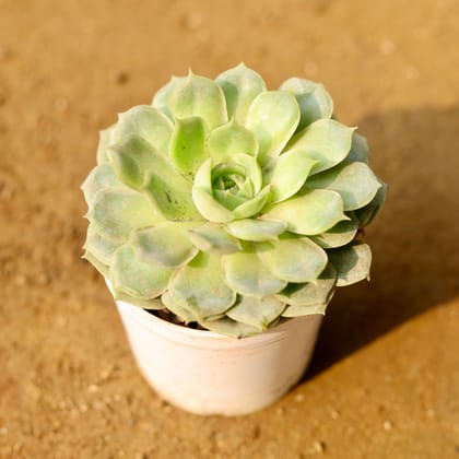 Buy Echeveria Green Succulent in 3 Inch Nursery Pot Online | Urvann.com
