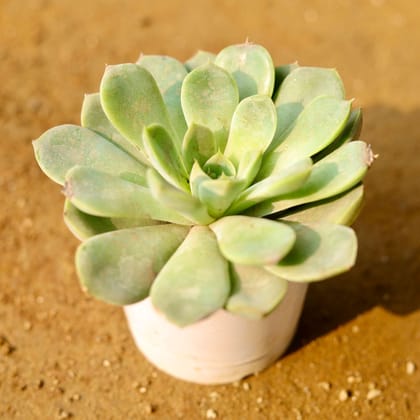 Buy Echeveria Sentosa Succulent in 3 Inch Nursery Pot Online | Urvann.com