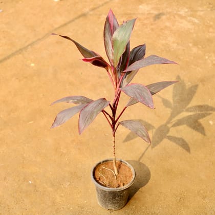 Buy Dracaena Red in 8 Inch Nursery Pot Online | Urvann.com