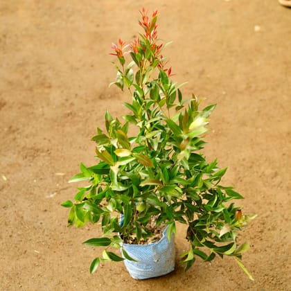 Buy Syzygium Ficus in 4 Inch Nursery Bag Online | Urvann.com