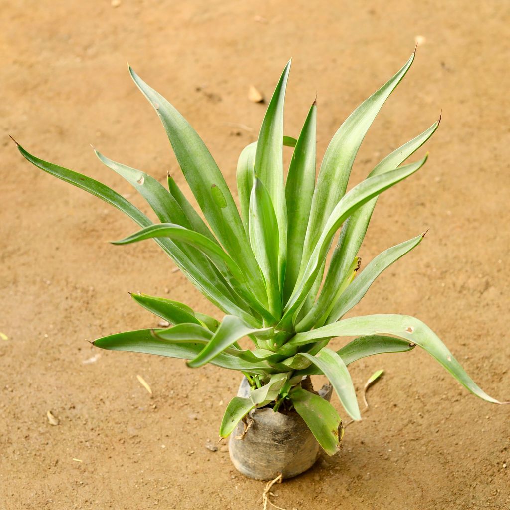 Kamal Cactus / Agave in 4 Inch Nursery Bag