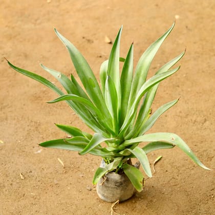 Buy Kamal Cactus / Agave in 4 Inch Nursery Bag Online | Urvann.com