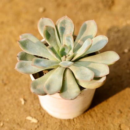 Buy Echeveria Red tipped Succulent in 3 Inch Nursery Pot Online | Urvann.com
