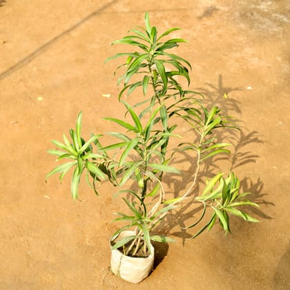 Buy Song Of India Green / Dracaena Reflexa in 6 Inch Nursery Bag Online | Urvann.com