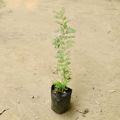 Buy Shami (~ 1 Ft) in 4 Inch Nursery Bag Online | Urvann.com