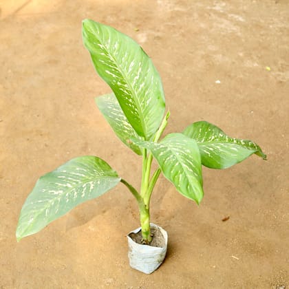 Buy Dieffenbachia Green in 4 Inch Nursery Bag Online | Urvann.com