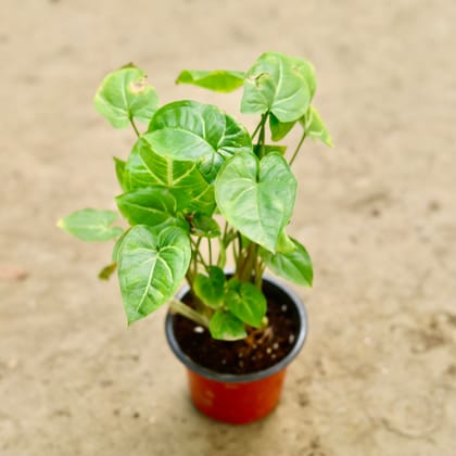 Buy Syngonium Dark Green in 4 Inch Nursery Pot Online | Urvann.com