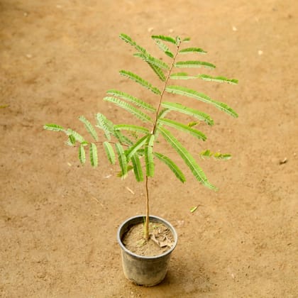 Buy Amla / Indian Gooseberry in 5 Inch Nursery Pot Online | Urvann.com