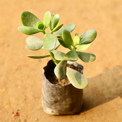 Buy Crassula Succulent in 3 Inch Nursery Bag Online | Urvann.com