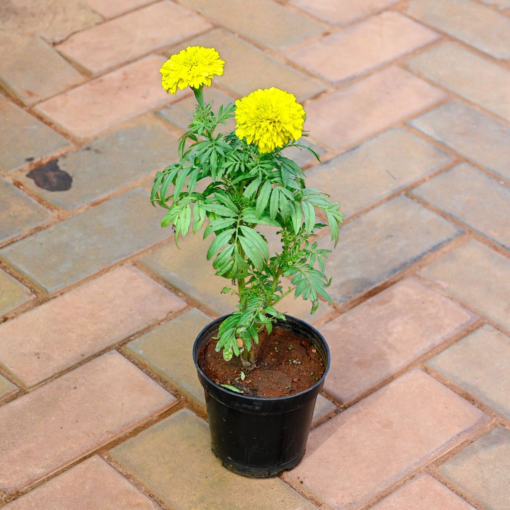 Marigold / Genda (any colour) in 4 Inch Nursery Pot