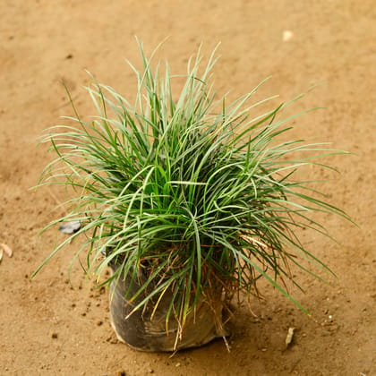 Buy Mondo Grass in 6 Inch Nursery Bag Online | Urvann.com