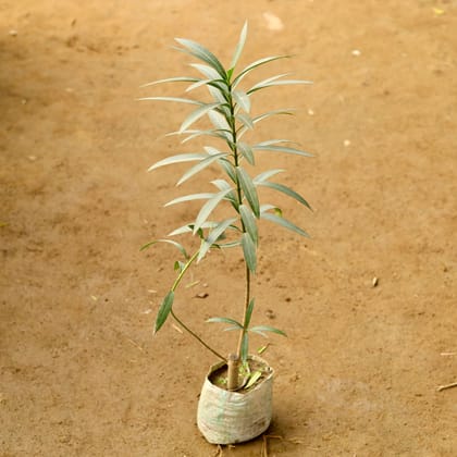 Buy Kaner / Oleander (any colour) in 5 Inch Nursery Bag Online | Urvann.com
