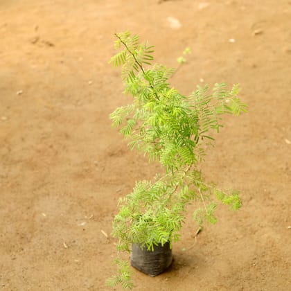 Buy Shami Plant in 4 Inch Nursery Bag Online | Urvann.com