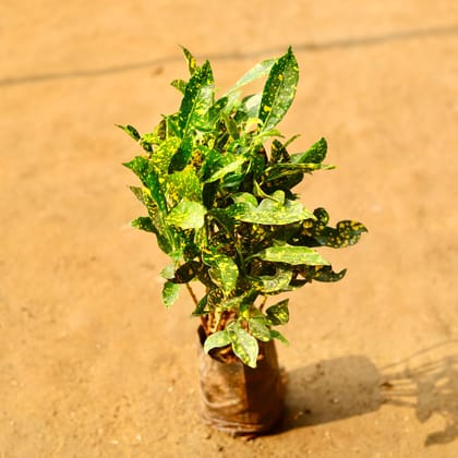 Buy Baby Croton in 3 Inch Nursery Bag Online | Urvann.com