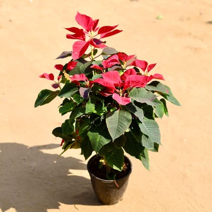Buy Poinsettia / Christmas Flower Red in 6 Inch Nursery Pot Online | Urvann.com