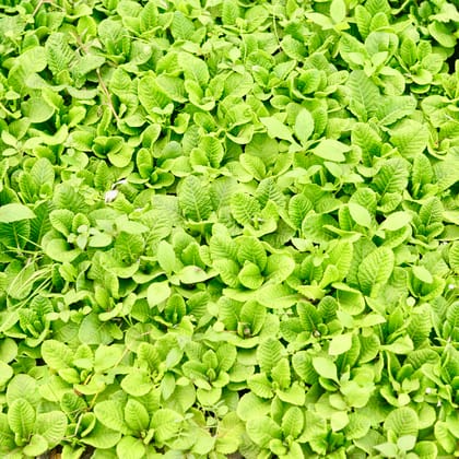 Buy Primula (any colour) in 4 Inch Nursery Bag Online | Urvann.com