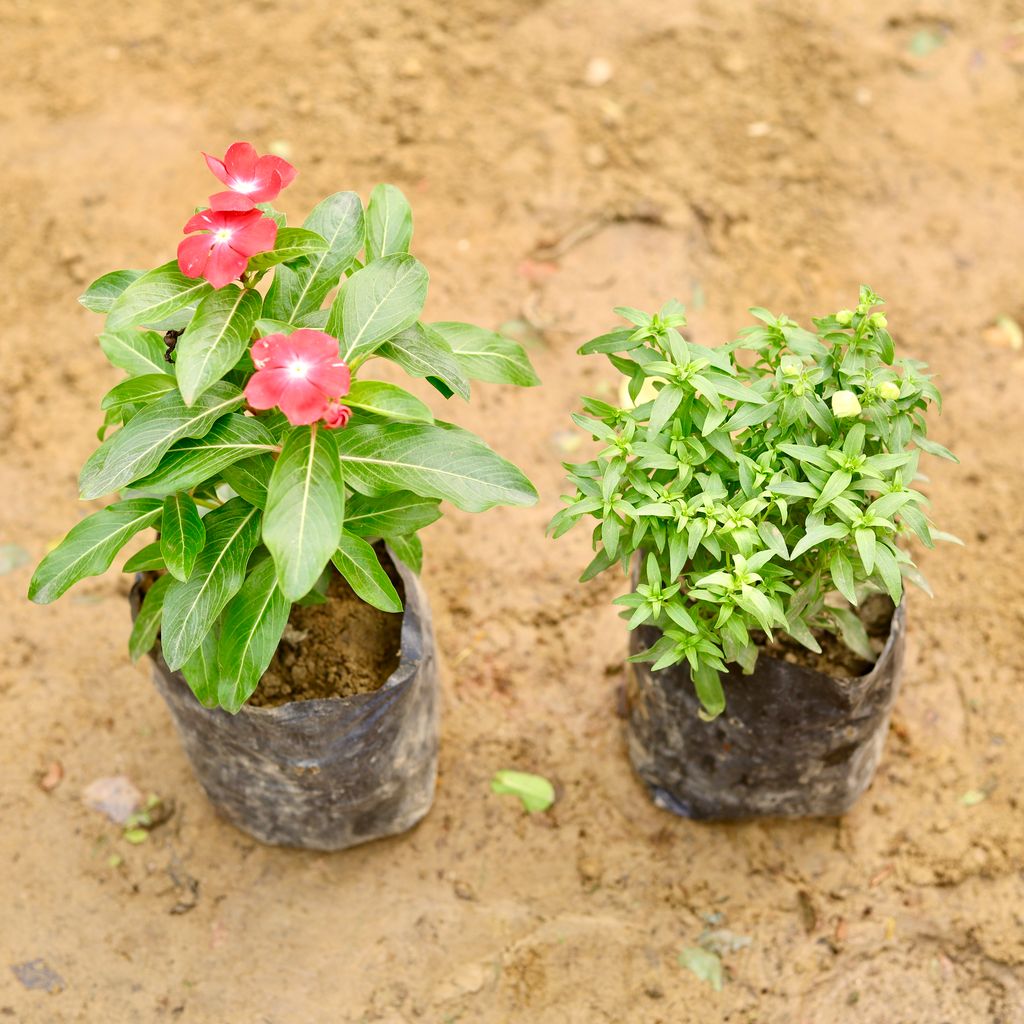 Free Next Day Delivery Set of 2 Periwinkle / Vinca / Sadabahar