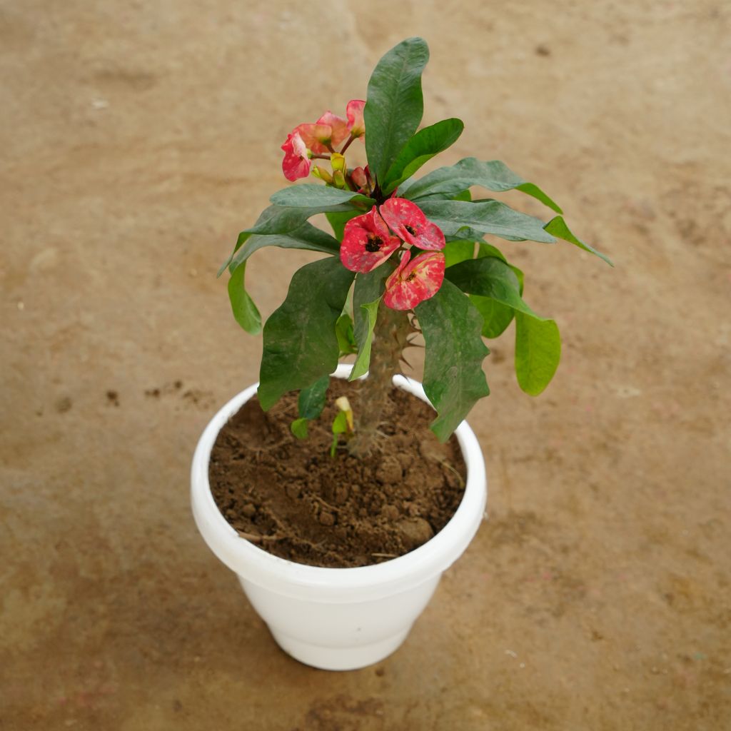 Euphorbia Mili Red in 8 Inch Classy White Plastic Pot