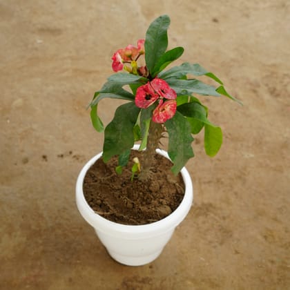 Buy Euphorbia Mili Red in 8 Inch Classy White Plastic Pot Online | Urvann.com