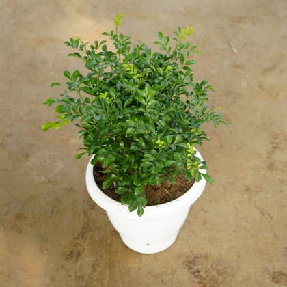 Buy Madhu Kamini / Murraya in 10 Inch Classy White Plastic Pot Online | Urvann.com