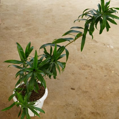 Buy Song of India Green in 10 Inch Classy White Plastic Pot Online | Urvann.com