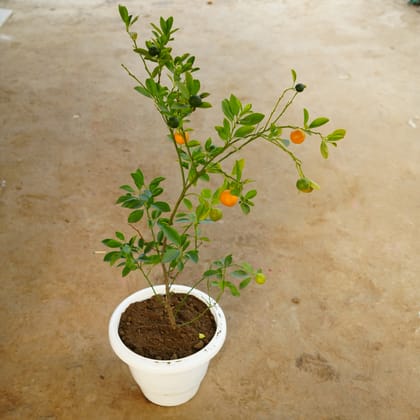 Buy Orange / Narangi in 12 Inch Classy White Plastic Pot Online | Urvann.com