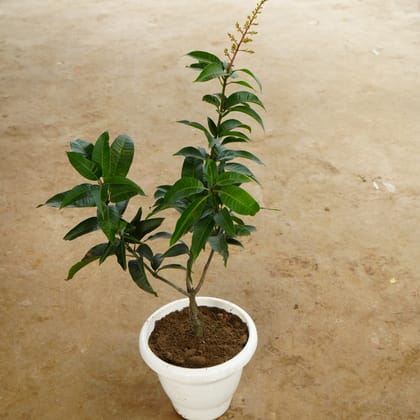 Buy Mango Grafted All Season in 10 Inch Classy White Plastic Pot Online | Urvann.com