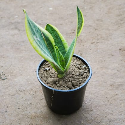 Buy Snake Golden in 6 Inch Nursery Pot Online | Urvann.com