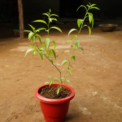 Buy Raat Ki Rani / Night Blooming Jasmine in 12 Inch Classy Red Plastic Pot Online | Urvann.com